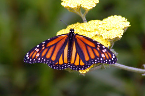 Butterly