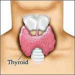 Thyroid Gland
