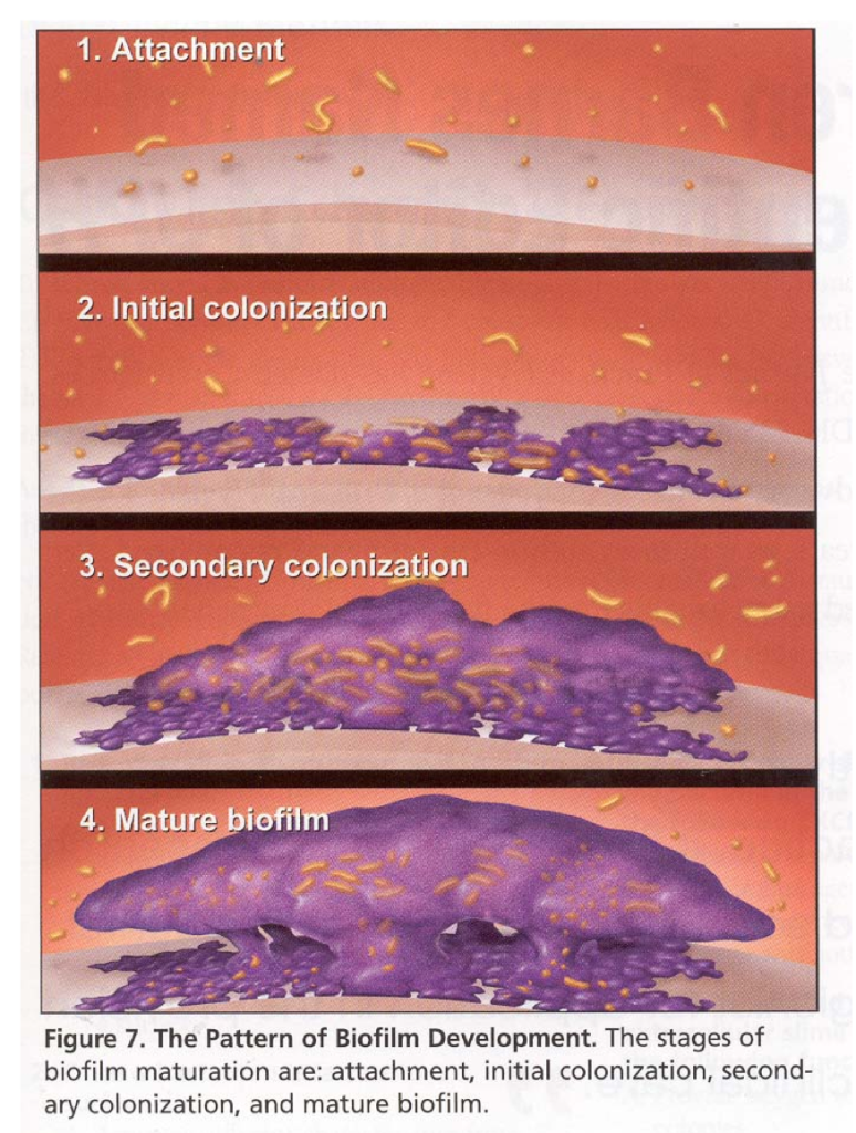 Biofilm